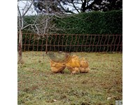  poultry_netting.jpg