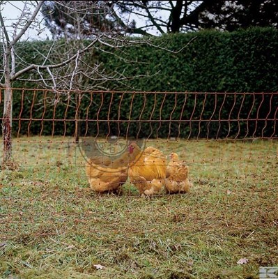  poultry_netting.jpg